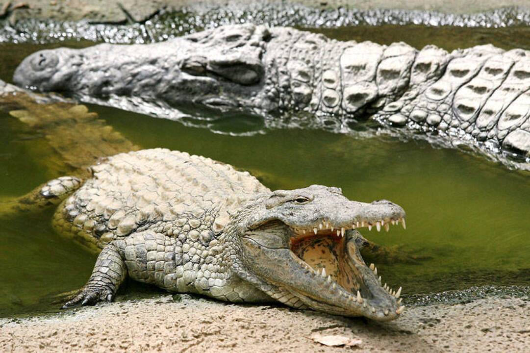 Svetainėje australų šeima aptiko krokodilą
