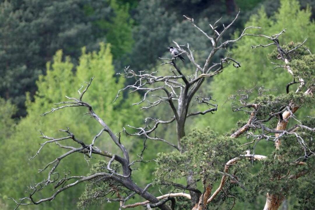 Neringos meras prašo Kuršių nerijos miškuose elgtis atsakingai 