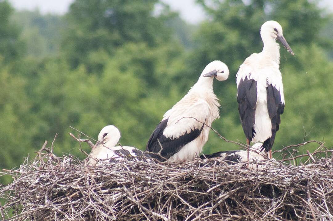 S. Paltanavičius: skrydžiui iš Afrikos į namus jau pakilo gandrai