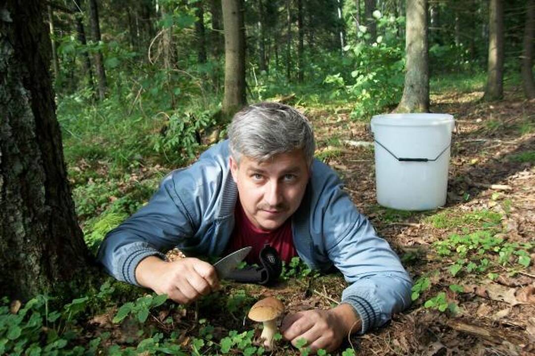 Klaipėdiečius stebina grybų gausa miškuose