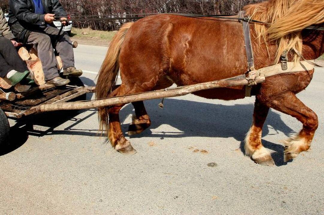 Nuo skardžio nuriedėjus vežimui, arklys įstrigo tarp medžių