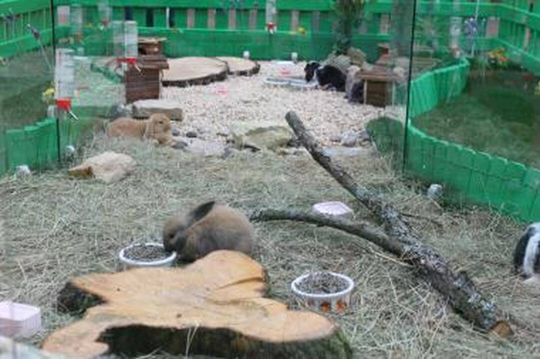 „Ozas“ pradeda švęsti šv.Velykas