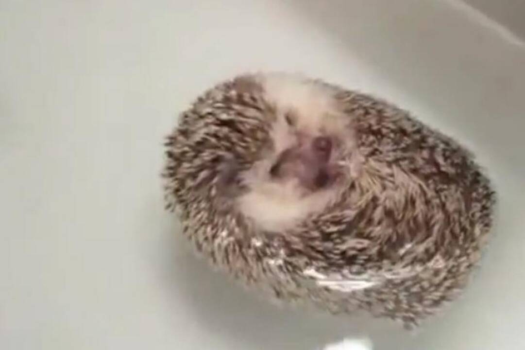 Ar esate matę, kaip prausiasi ežiukas? (video)