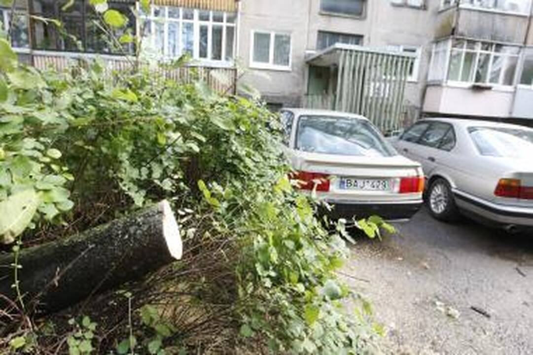 Vėjas Klaipėdoje vartė medžius