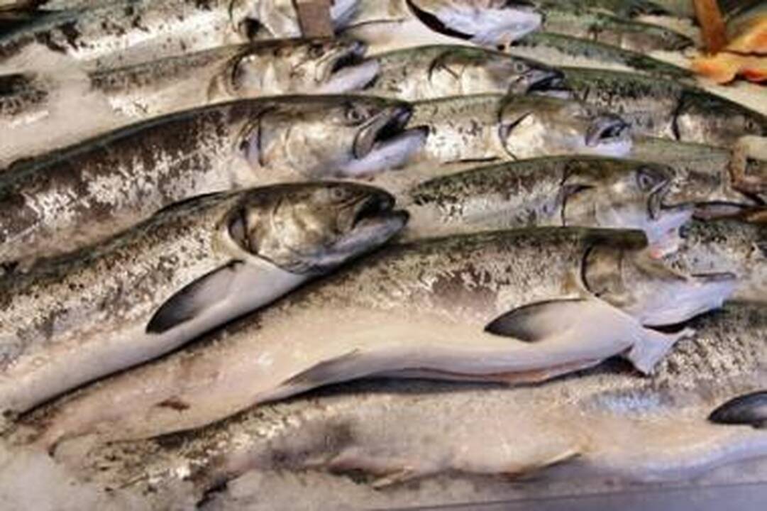 Žvejai lašišų parduotuvėje neieško