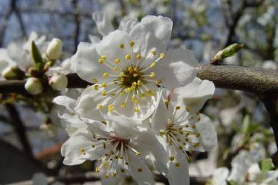 Gegužės 1-oji ir Motinos diena: švęsime tris dienas