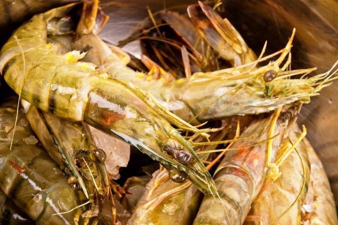 Mokslininkus neramina milžiniškos tigrinės krevetės