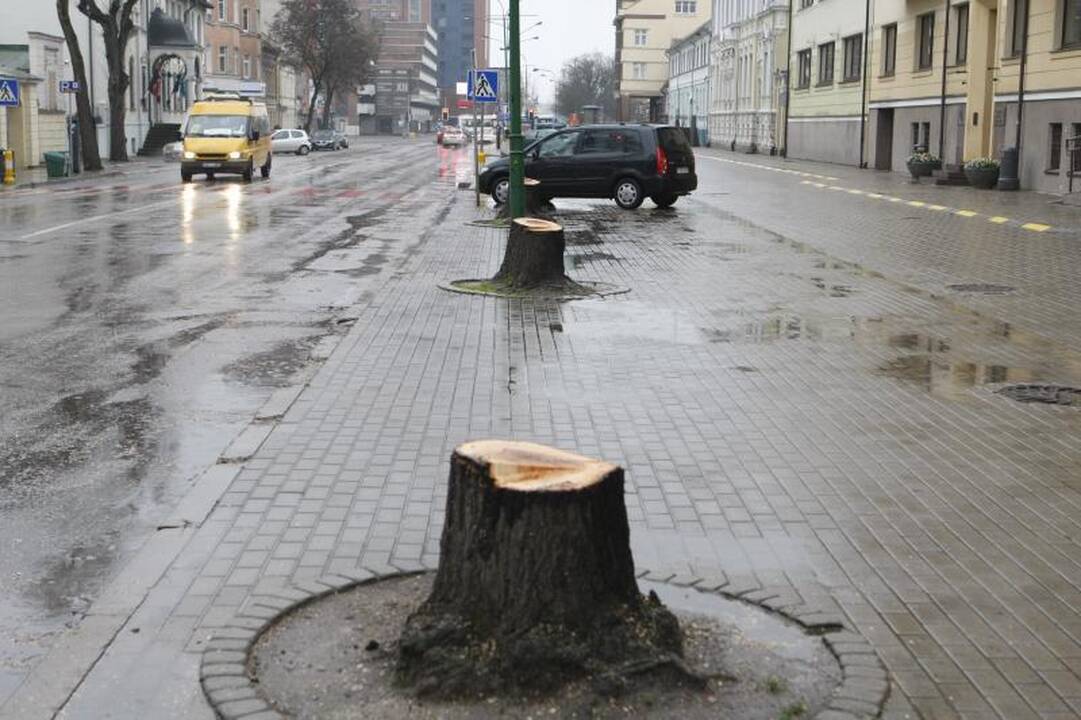 Liepų    gatvė   liko  be liepų alėjos  