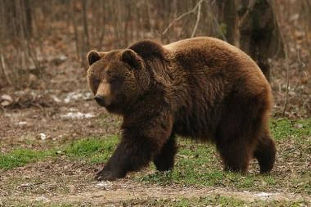 Estijoje, gindama savo jauniklius, meška užpuolė žmogų