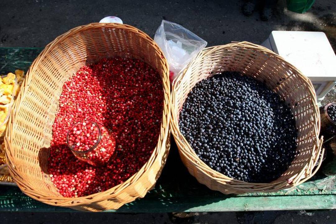 Kalėti nuteistas lietuvius uogauti į Suomiją siuntęs vilnietis
