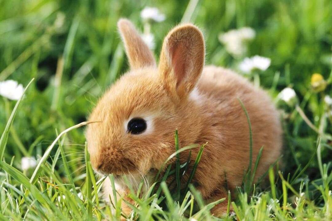 Kas kaltas, kad Lietuvoje nyksta kiškiai?