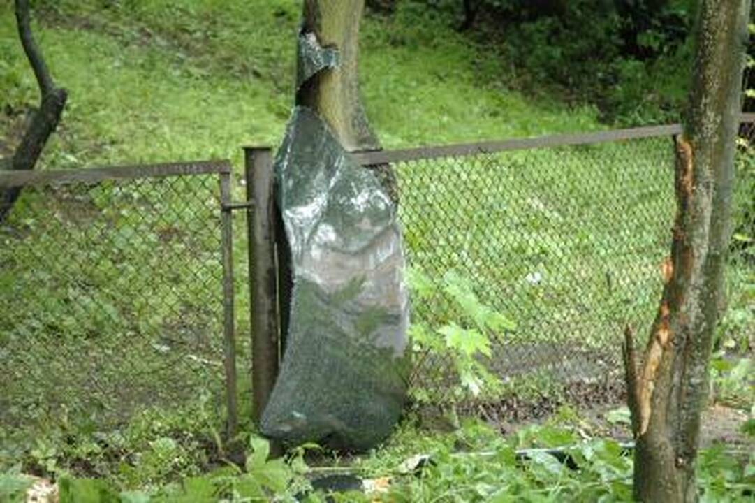 "VIČI-Aistės" - Lietuvos moterų krepšinio lygos čempionės
