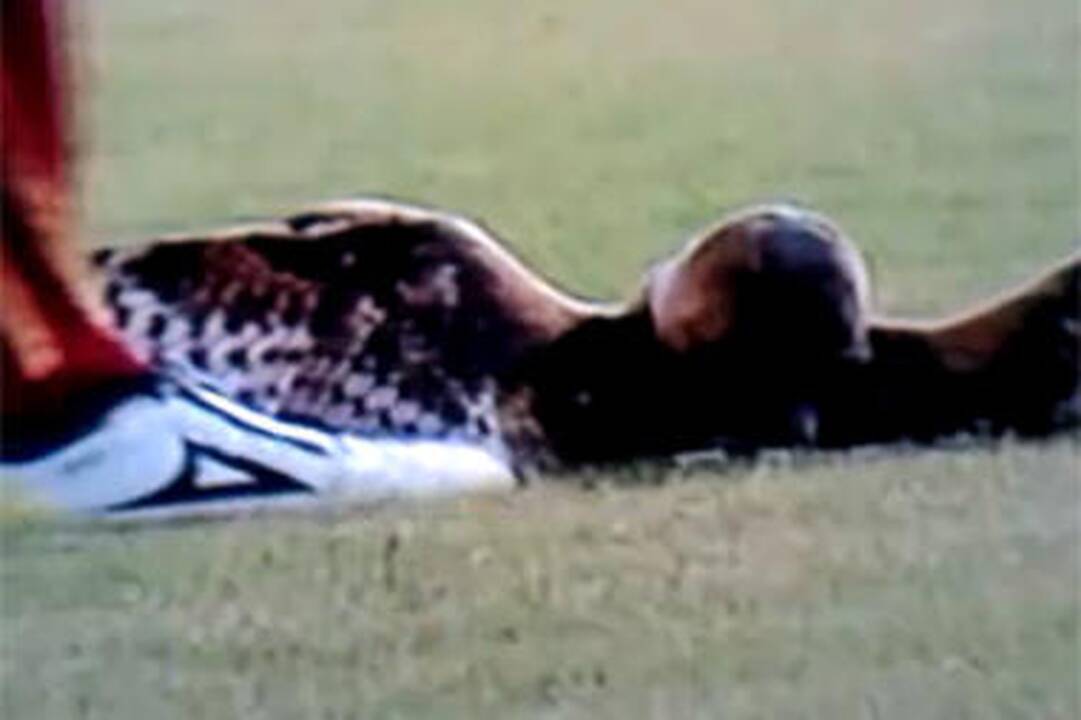 Futbolininkas atsiprašo dėl pelėdos mirties