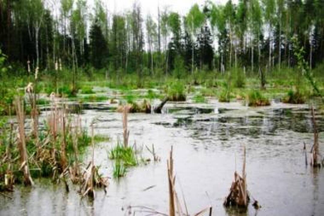 Atkuriamos Amalvo ir Žuvinto pelkės