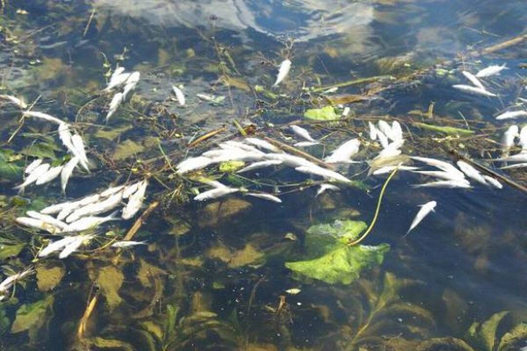 Šyšos upėje vėl gaišta žuvys	  