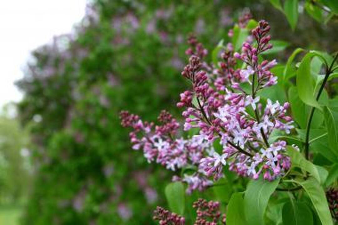 Orai: savaitgalį vėjas rims, temperatūra kils