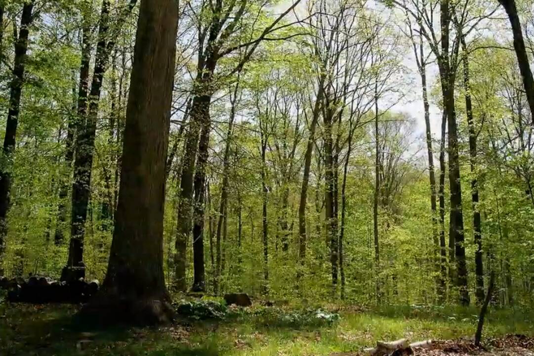 15 mėnesių miške (taip keičiasi metų laikai)