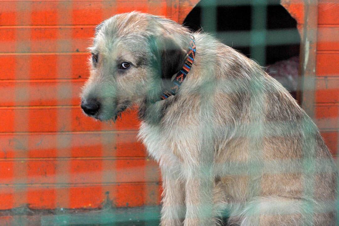 Į Daniją lietuvių vežti šuniukai ir katinas pasienyje buvo numarinti