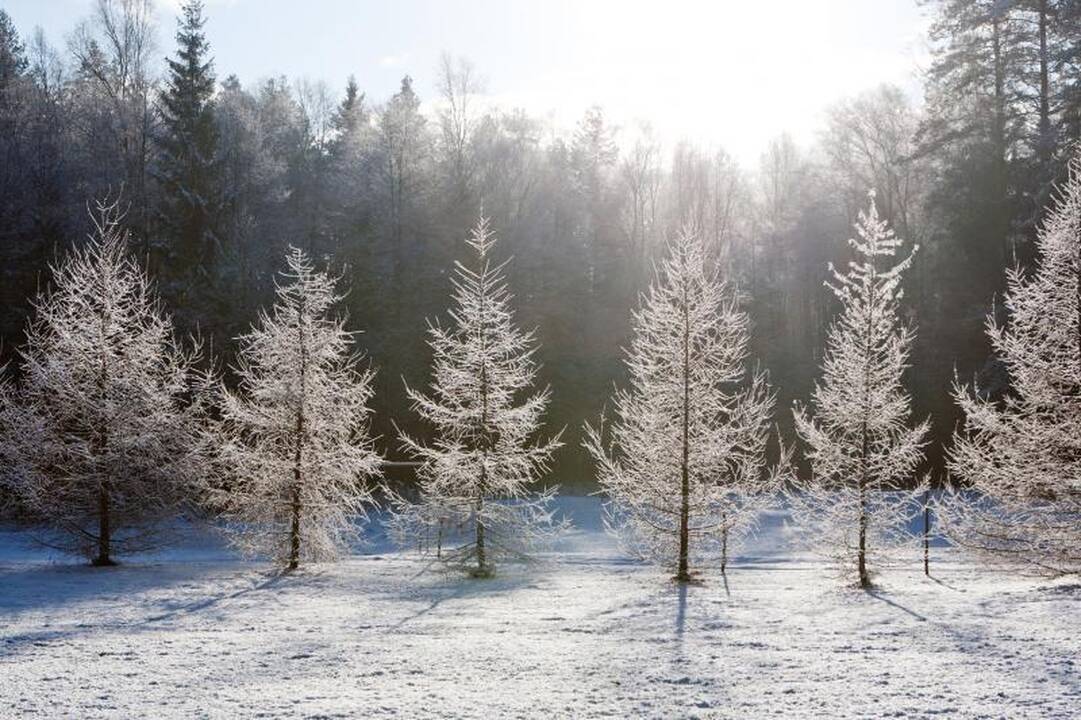 Ilgai laukta žiema atneš pūgas ir šaltį 