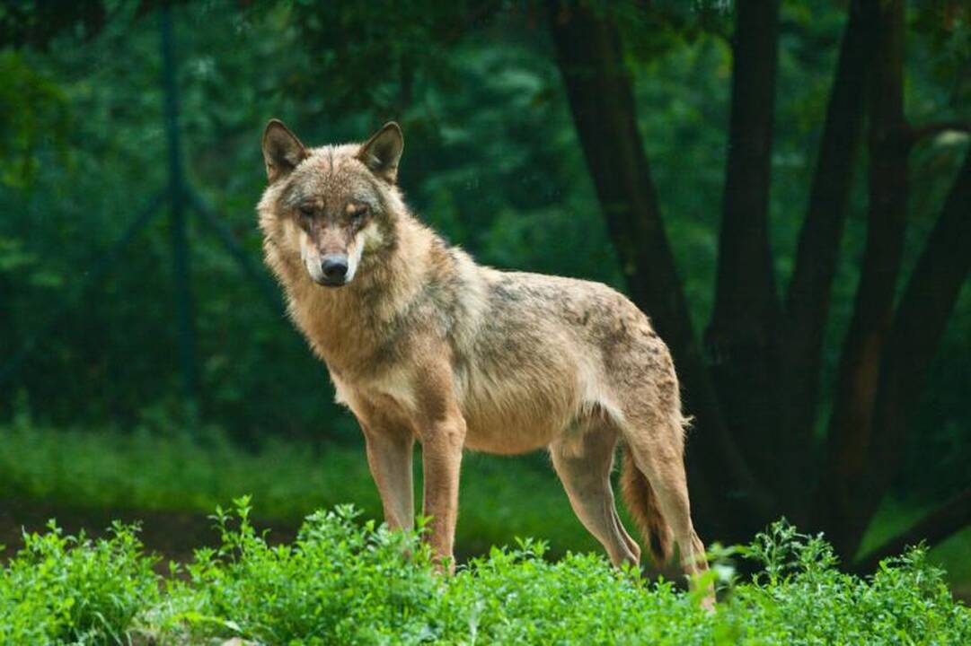 Kiek šuns ir vilko hibridų gyvena Lietuvos miškuose? 