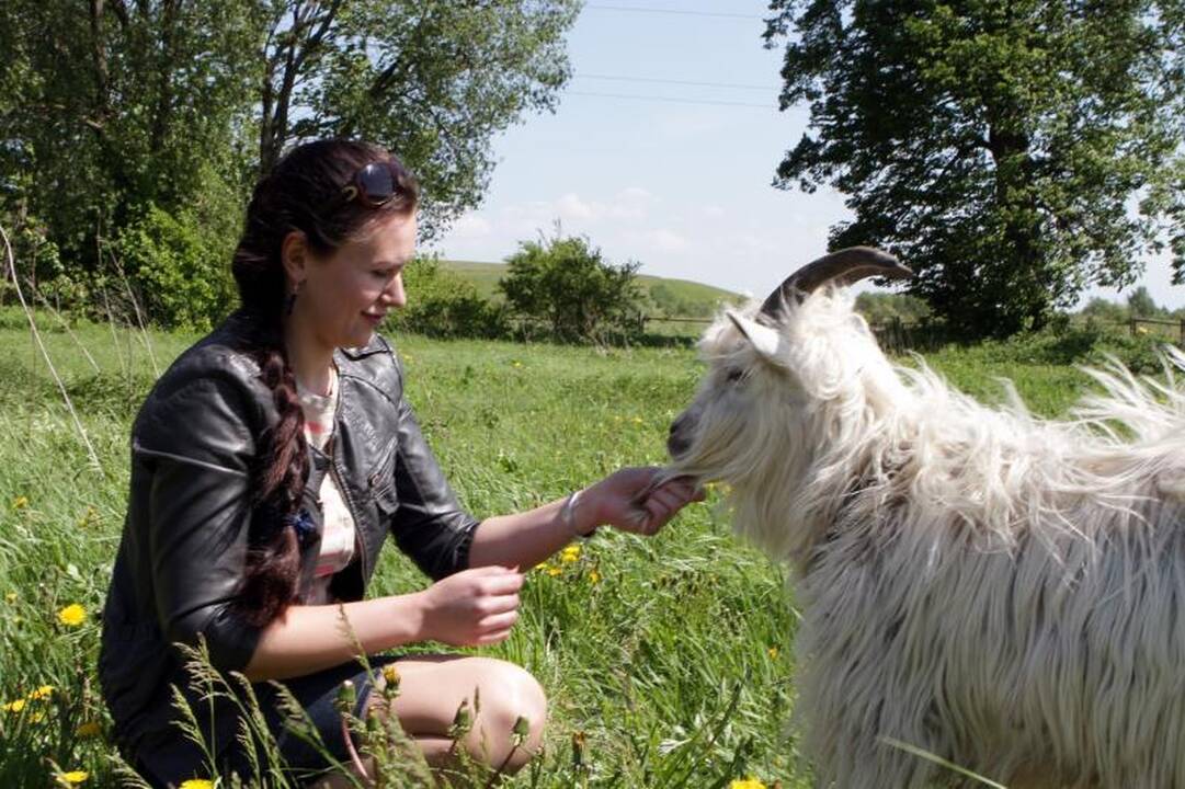 Po Klaipėdą blaškėsi ožys