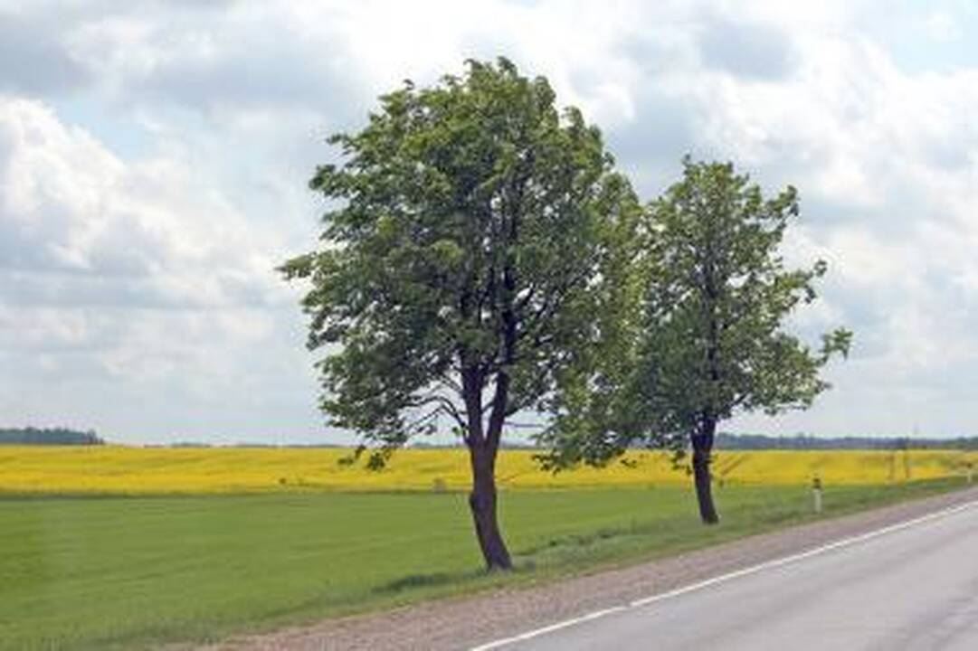 Partrenktas pusamžis vyras ligoninėje mirė