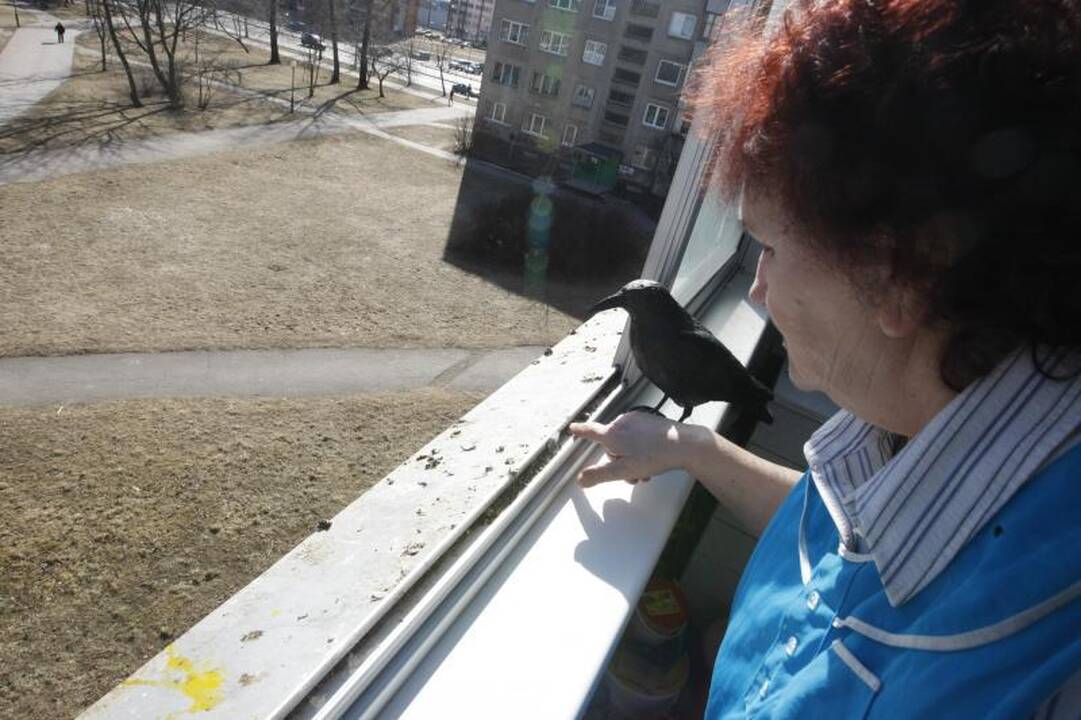 Gyventojų kova su balandžiais – bevaisė?