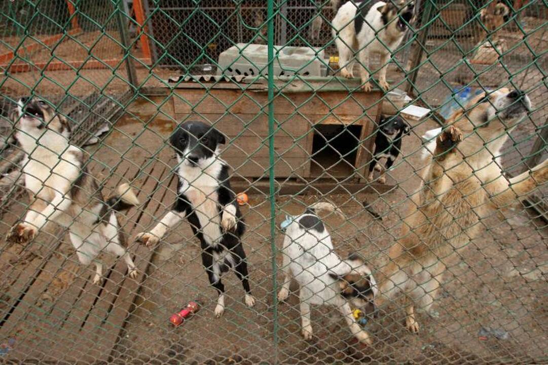 „Penkta koja“: nuskriausti žmogaus moko žmogiškumo