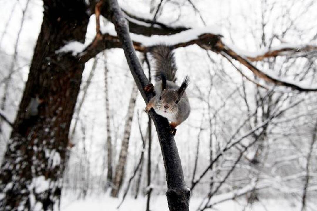 Padegė namą, kad išvarytų voveres