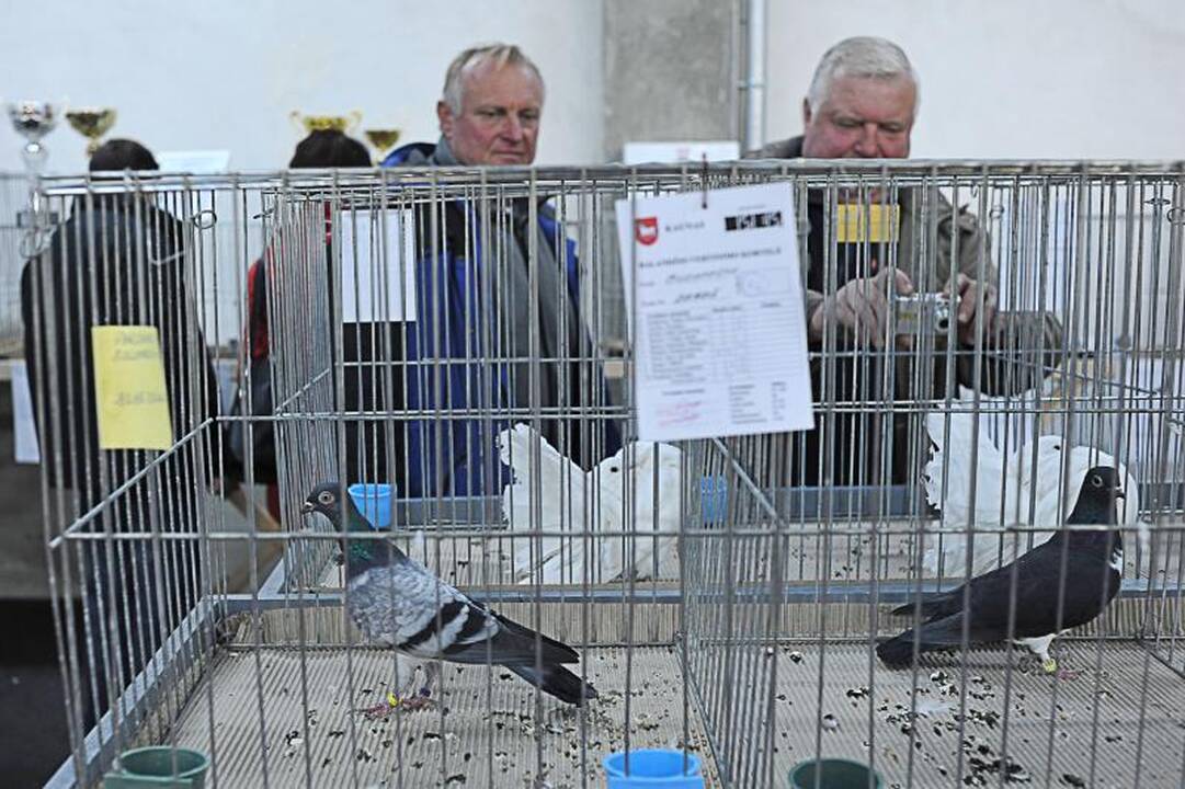 Parodoje Kaune burkuoja per tūkstantį balandžių