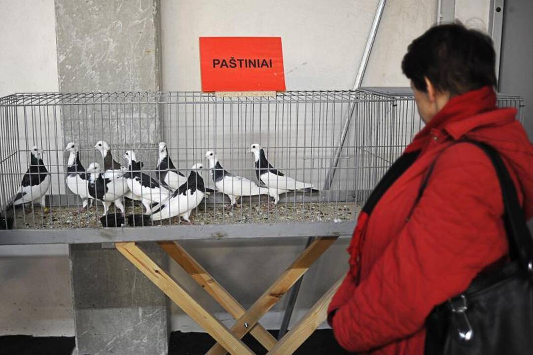 Parodoje Kaune burkuoja per tūkstantį balandžių