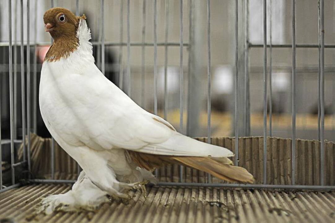 Parodoje Kaune burkuoja per tūkstantį balandžių