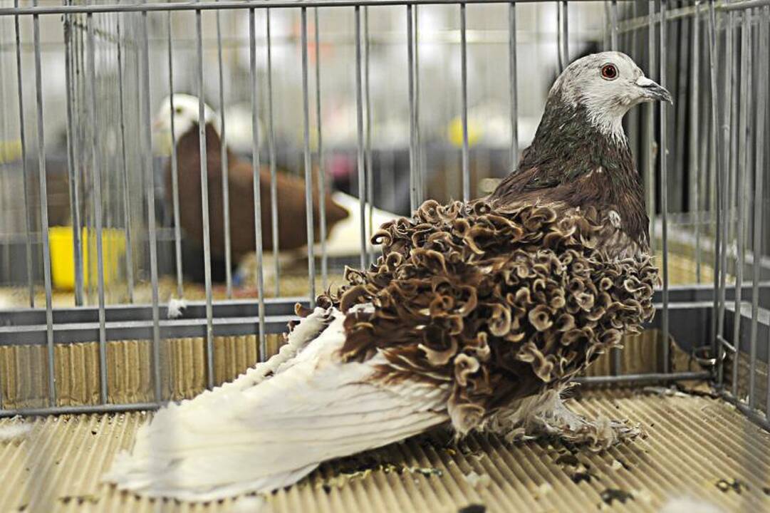Parodoje Kaune burkuoja per tūkstantį balandžių