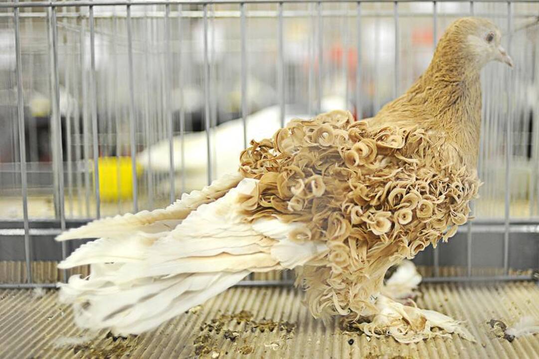 Parodoje Kaune burkuoja per tūkstantį balandžių