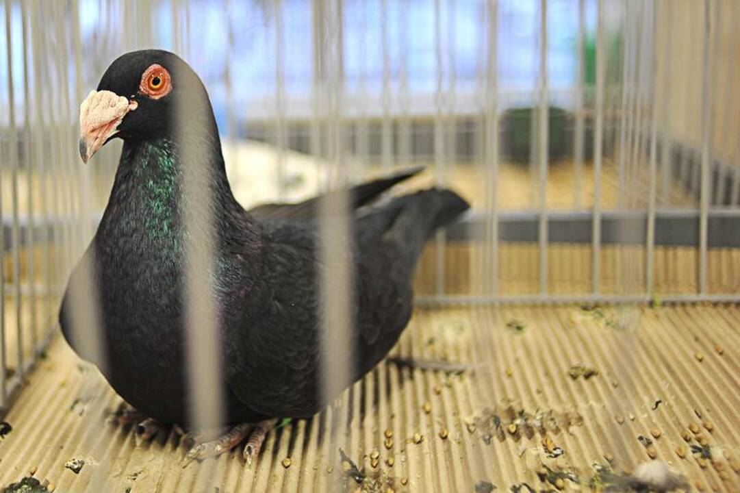 Parodoje Kaune burkuoja per tūkstantį balandžių