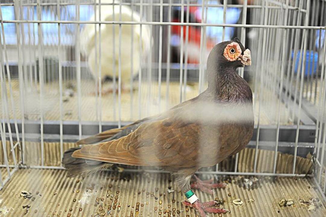 Parodoje Kaune burkuoja per tūkstantį balandžių