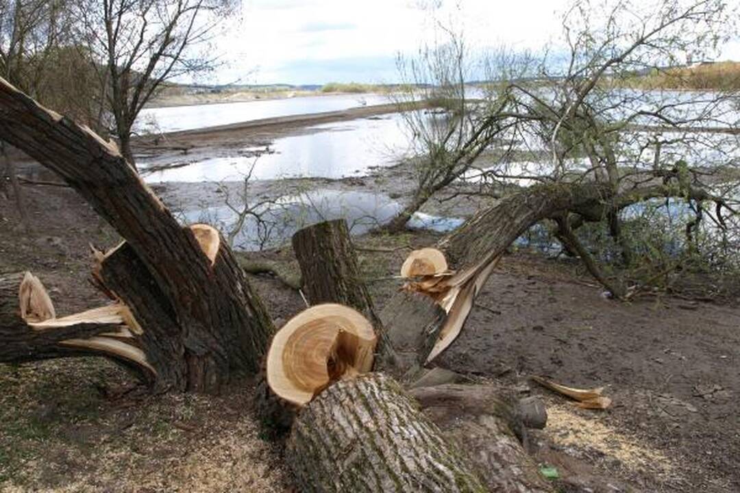 Santakos parke kažkas nupjovė septynis medžius 