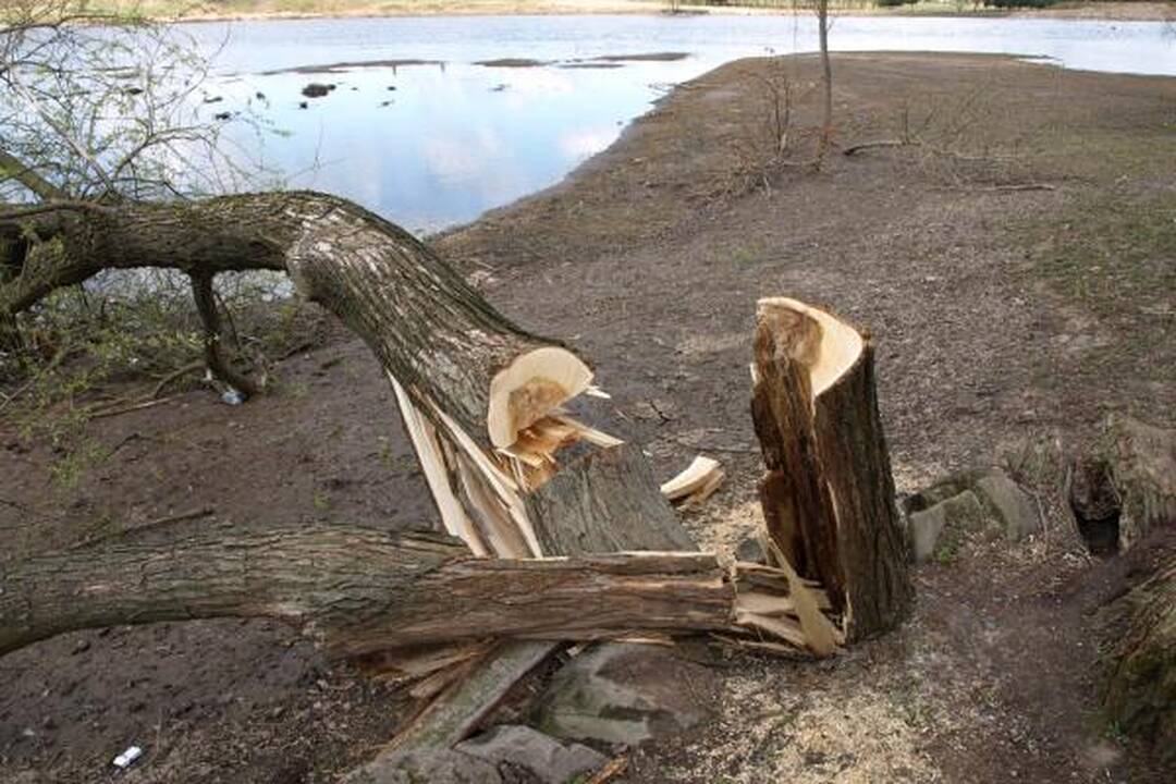 Santakos parke kažkas nupjovė septynis medžius 