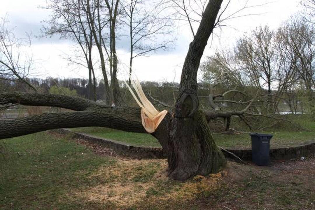 Santakos parke kažkas nupjovė septynis medžius 