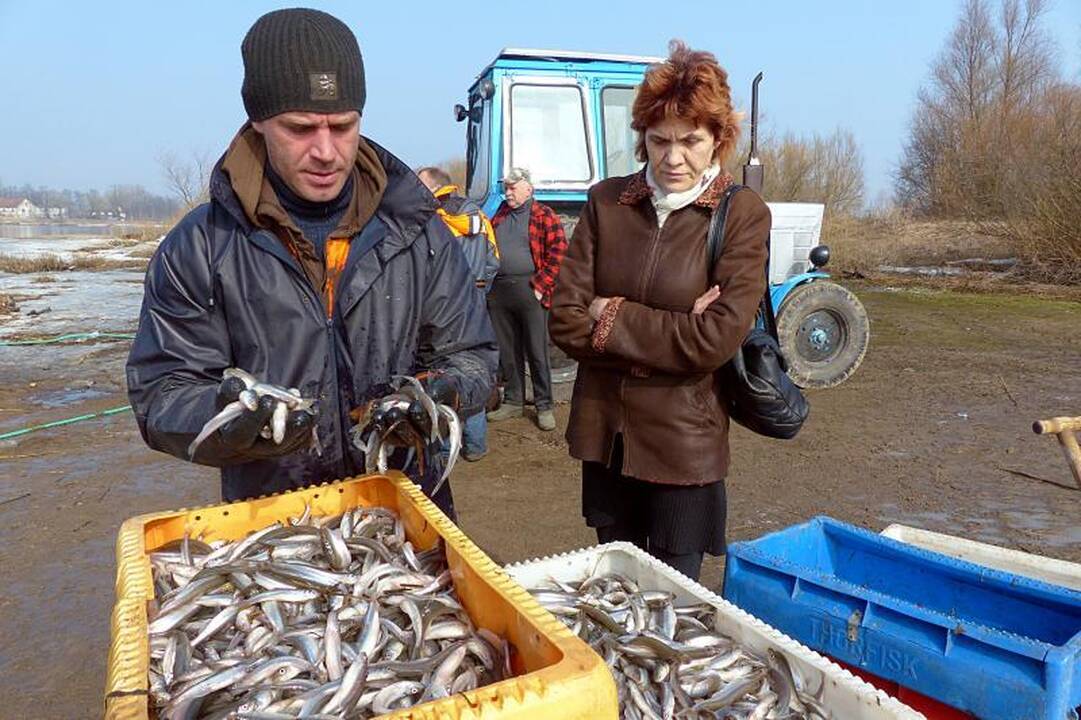 Nemuno žemupyje   prasidėjo stintmetis  