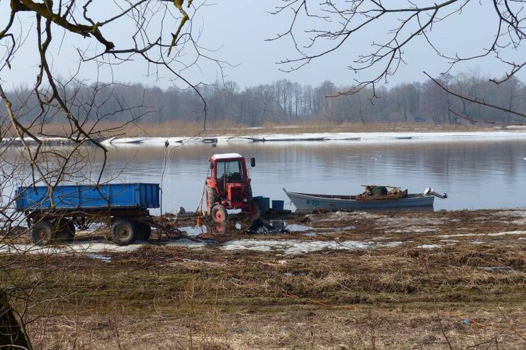 Nemuno žemupyje   prasidėjo stintmetis  