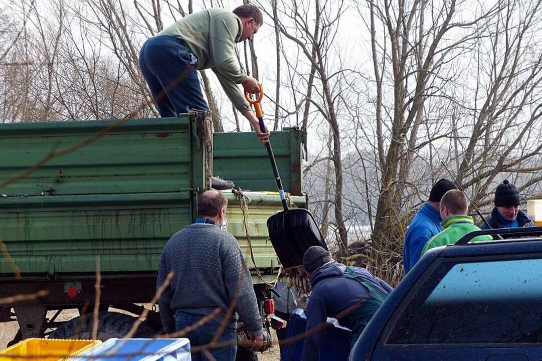 Nemuno žemupyje   prasidėjo stintmetis  