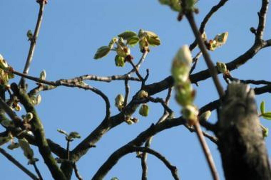 Orai: išliks sausi, tačiau šalti