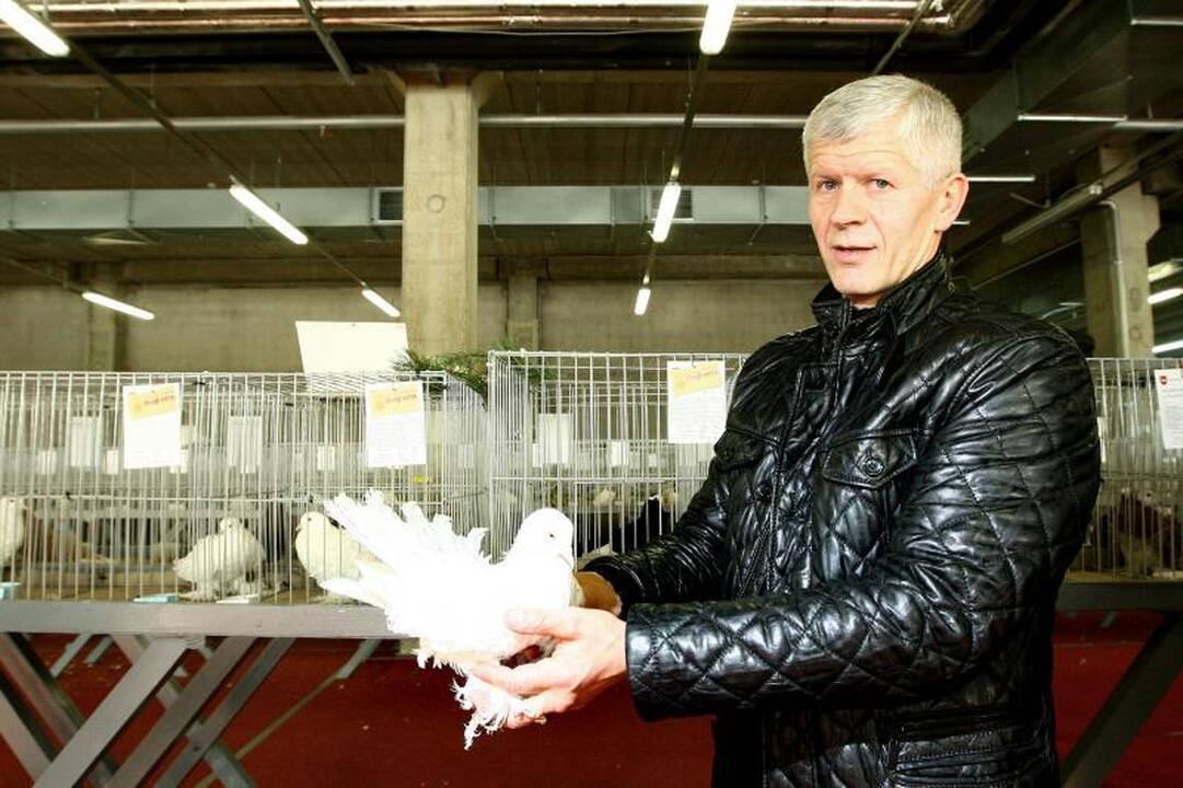 Kaune surengta įspūdinga balandžių paroda