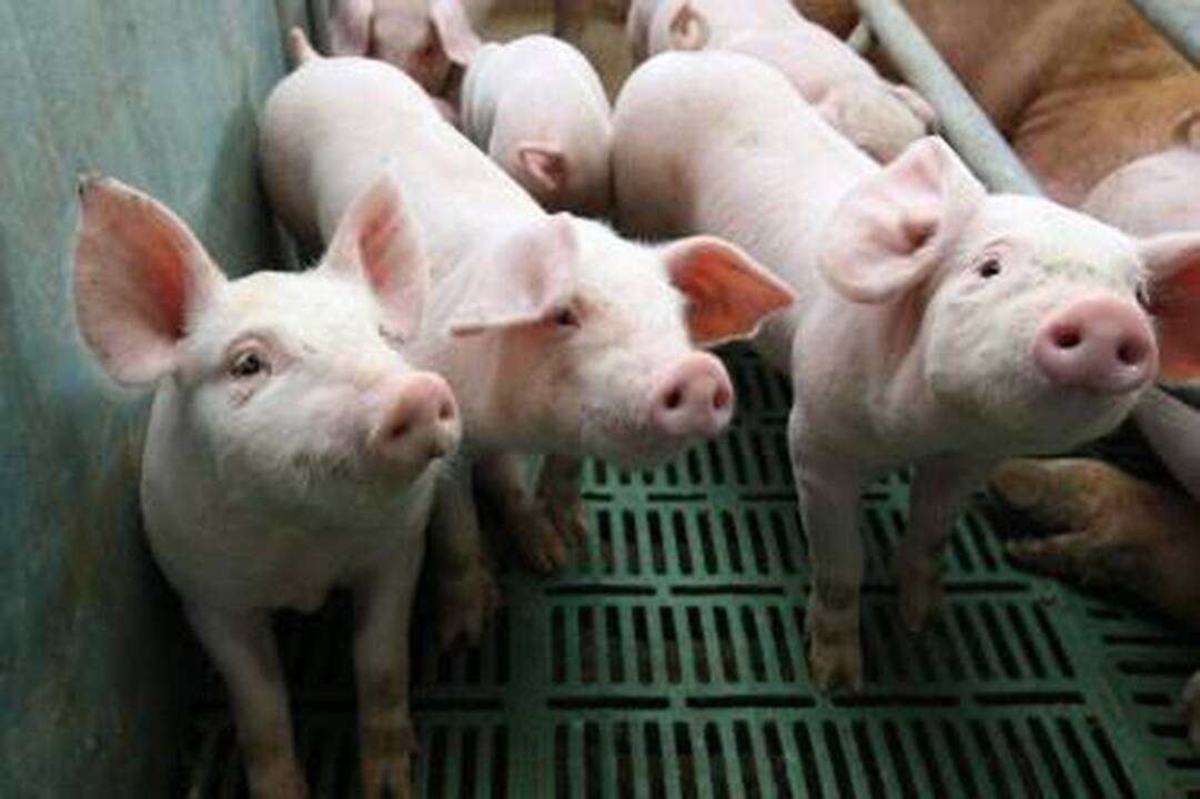 Vyriausybė apibendrins gyvulių ūkių keliamoms problemoms spręsti nuveiktus darbus