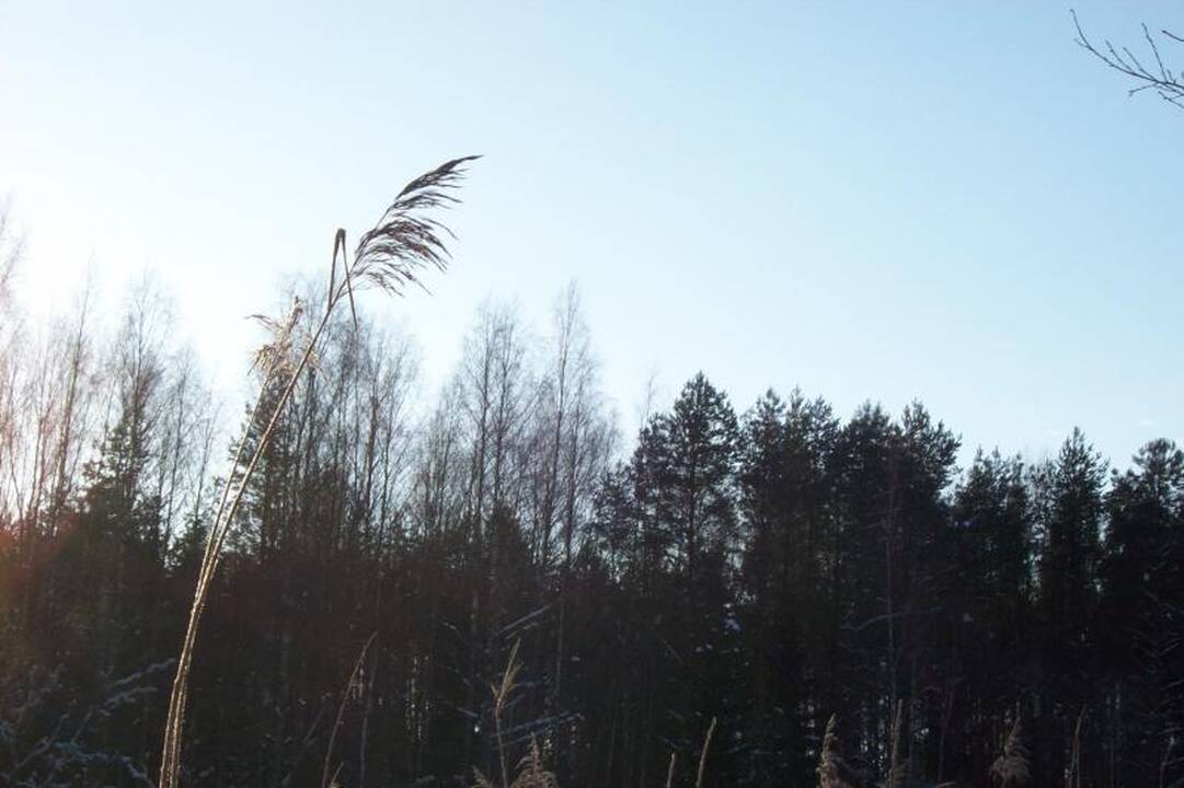 Speigo nepabūgo šimtai „Snaigės žygio“ dalyvių (naujokų įspūdžiai)