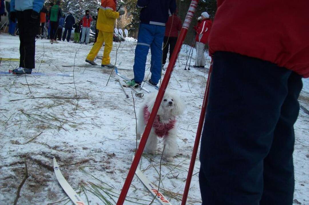 Speigo nepabūgo šimtai „Snaigės žygio“ dalyvių (naujokų įspūdžiai)