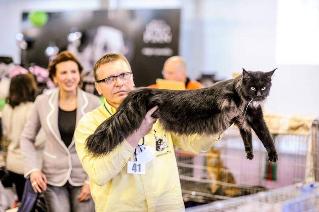 Kačių parodoje Kaune triumfavo ilgauodegis Meino meškėnas