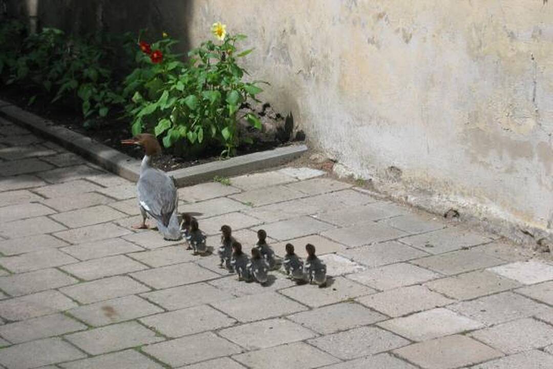 Universiteto kiemelyje svečiavosi antis su ančiukais