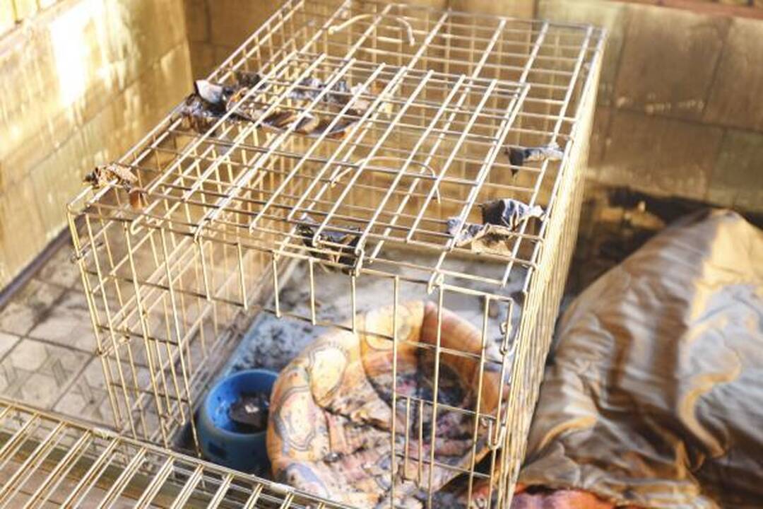 Klaipėdoje sudegė gyvūnų prieglauda – žuvo visi gyvūnai (papildyta)